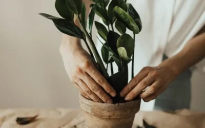 How to Grow a Healthy Autumn Garden in Your Backyard
