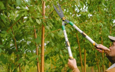 Pruning and Trimming